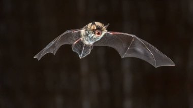 Flying Rare Natterer's bat (Myotis nattereri) at night on church attic with distinctive white belly clipart
