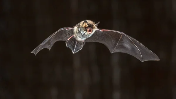 Fliegende Seltene Natterer Fledermaus Myotis Nattereri Nachts Auf Dem Dachboden — Stockfoto