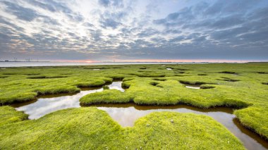 Dollard Hollanda Groningen kıyısında Waddensea alanında Punt van Reide, gelgit marsh otlak delik erozyon