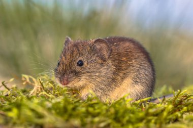 Banka sıçanı (Myodes glareolus; eski adı Clethrionomys glareolus). Arka Bahçe çim alan kırmızı-kahverengi kürklü küçük sıçanı