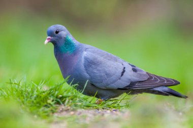 Erkek hisse senedi bir çim parlak yeşil çim ile yiyecek arama güvercin (Columba gizli ordu Örgütü)