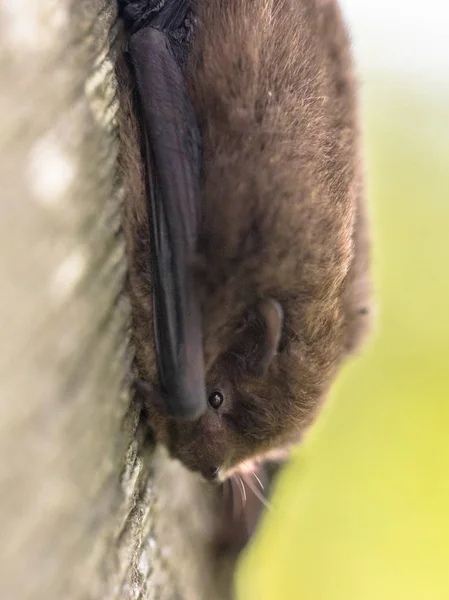 Nathusius Pipistrelle Pipistrellus Nathusii Spoczywa Drzewo Jest Mały Bat Wędrownych — Zdjęcie stockowe