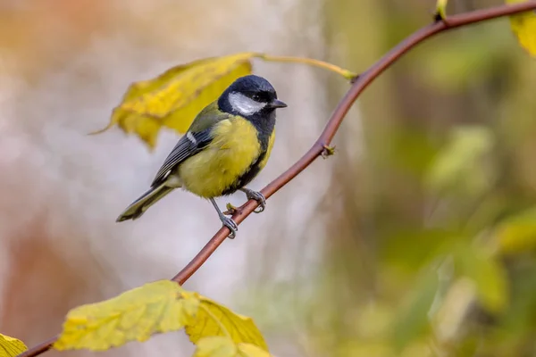 Gartenvogel Kohlmeise Parus Major Auf Dünnem Ast Mit Gelben Herbstblättern — Stockfoto