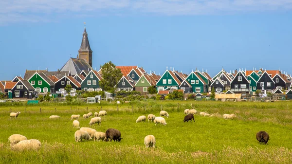 Historiska Holländska Byn Med Färgglada Trähus Och Kyrkan Med Fåren — Stockfoto