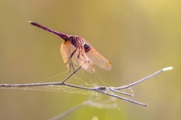 Dragonfly Vážka Fialová Dropwing Trithemis Annulata Posazený Hůl Poblíž Řeky — Stock fotografie