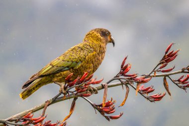 Meraklı yerli endemik Kea papağan (Nestor notabilis) üzerinde Yeni Zelanda keten (Phormium tenax)
