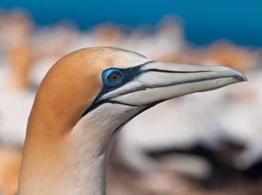 Kafa vurdu içinde koloni Cape kaçıranlar, Yeni Zelanda doğurmak mahmuzlu Gannet (Morus bassanus)