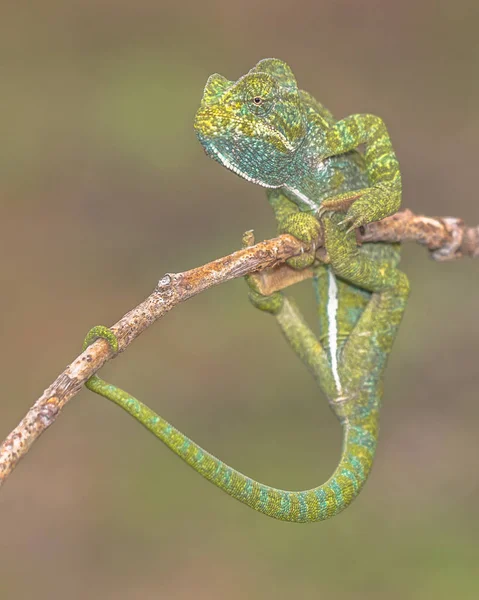 Adult African Chameleon Chamaeleo Africanus Branch Blurred Background — Stock Photo, Image