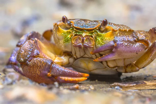 Crab Primer Plano Del Cangrejo Europeo Agua Dulce Potamon Fluviatile — Foto de Stock