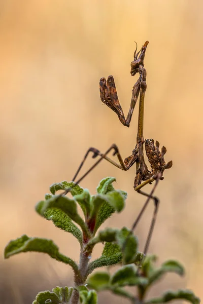 Conehead Sáska Empusa Pennata Mediterrán Cserjések Ragadozó Rovarok Zöld Növény — Stock Fotó