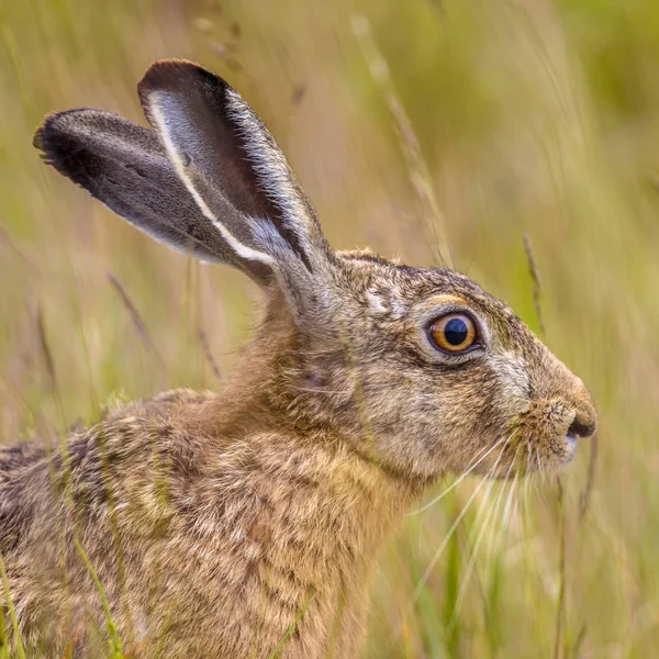 Retrato Liebre Europea Alertada Lepus Europeaus Escondida Hierba Confiada Camuflaje —  Fotos de Stock