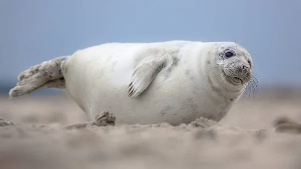Schattige Puppy Harbor Seal Phoca Vitulina Camera Kijken — Stockfoto