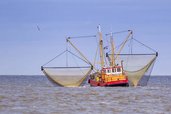 Shrimp Pemotong Ikan Kapal Beraksi Laut Wadden Belanda — Stok Foto