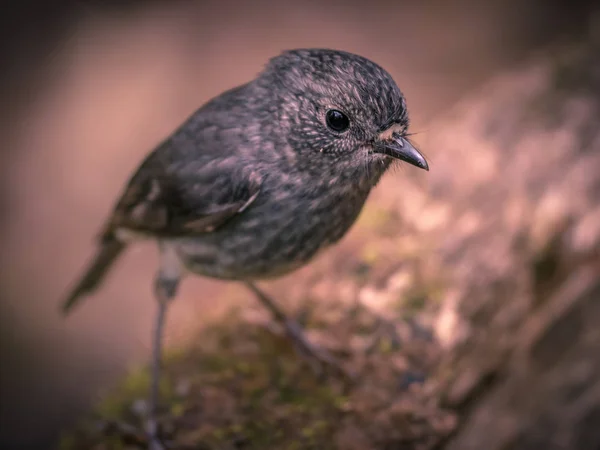 Nova Zelândia Bonito North Island Robin Petroica Longipes Olhando Para — Fotografia de Stock