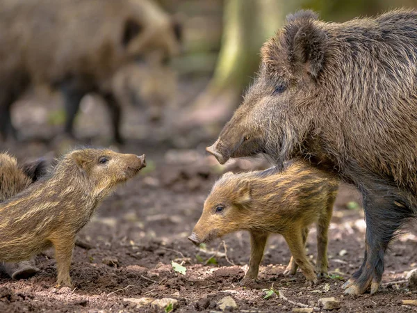 Streitende Wildschweinfamilie Sus Scrofa Beim Schlammbad Auf Einer Lichtung Wald — Stockfoto