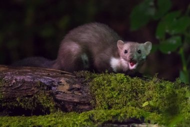 Beech marten (Martes foina) mouth open on log at night. This small nocturnal predator is indispensable for the ecological balance in an ecosystem clipart