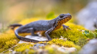 Alp newt (Ichthyosaura alpestris) yan görünüm moss ve kayaların doğal dağ ortamında