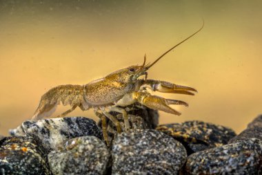 Avrupa kerevit (Astacus astacus) Nehri üzerinde kayalık nehir yatağı yürüyüş