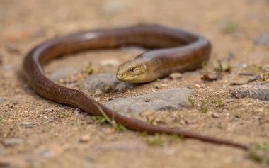 Avrupa bacaksız kertenkele sheltopusik scheltopusik (Pseudopus apodus) Güney Avrupa'dan Orta Asya'ya bulunan bir büyük cam kertenkele olduğunu..