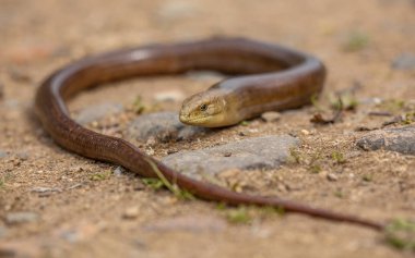 The European legless lizard sheltopusik,  scheltopusik (Pseudopus apodus) is a large glass lizard found from southern Europe to Central Asia. clipart