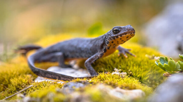 Alpine newt (Ichthyosaura alpestris) side view on moss and rocks in natural mountain environment