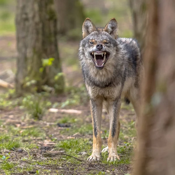 Agresivní Evropské Šedý Vlk Canis Lupus Vrčení Behand Stromu Jako — Stock fotografie