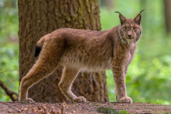 Eurasian Lynx Lynx Lynx Forest Habitat Est Chat Taille Moyenne — Photo