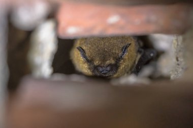 Hazırda bekleme pipistrelle yarasa (Pipistrellus pipistrellus)