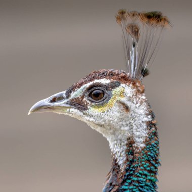 Erkek portresi tavus kuşu (Pavo cristatus) yakın çekim ile arka plan bulanık