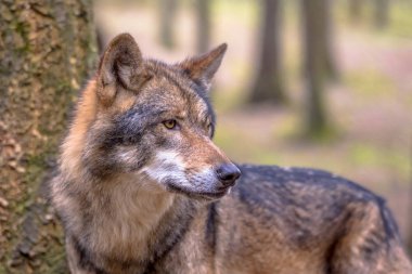 Avrupa kurt (Canis lupus) yan tarafına bakarak doğal orman ortamlarında