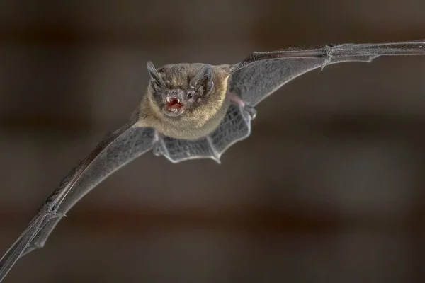 Vleermuis Met Nachtelijke Dwergvleermuis Pipistrellus Pipistrellus Close Vliegen Stedelijke Omgeving — Stockfoto