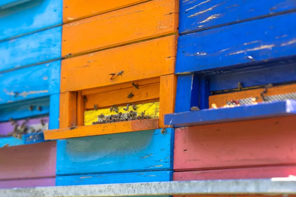 Kleurrijke Bijenkorven Vele Verschillende Kleuren Vrachtwagen — Stockfoto