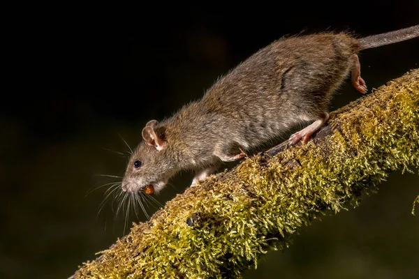 Дикая Коричневая Крыса Rattus Norvegicus Бегает Полю Украденным Орехом Ночью — стоковое фото