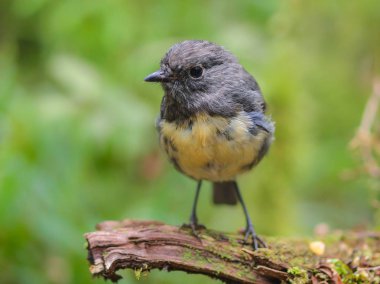 Yeni Zelanda Robin (Petroica australis) sopa ormandaki tünemiş. Yeni Zelanda bir yerli ve endemik kuş mu
