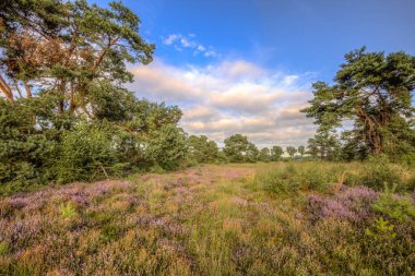 Heath (Calluna vulgaris ve Erica tetralix) ile çam ağaçları içinde doğa rezerv stroothuizen Twente, Hollanda