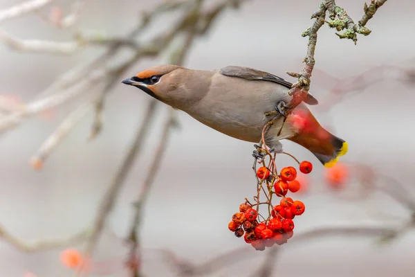 Csonttollú Bombycilla Garrulus Egy Seregély Méretű Verébalakúak Amely Táplálja Bogyók — Stock Fotó