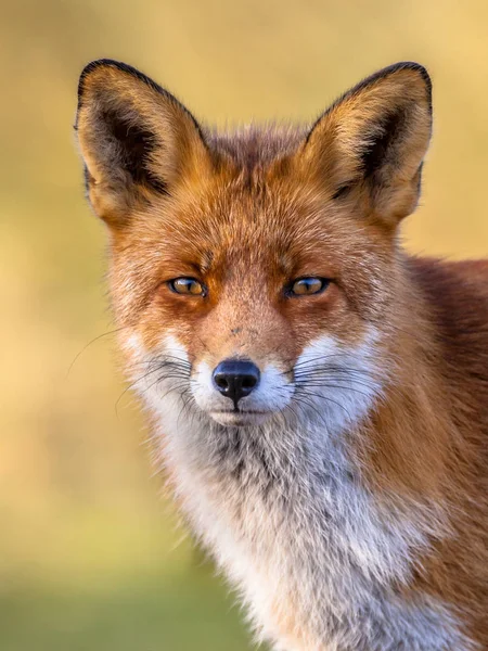 Портретная Голова Самца Red Fox Vulpes Vulpes Естественной Среде Жёлтым — стоковое фото