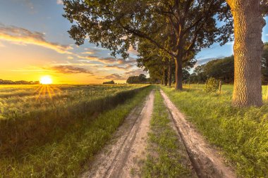Buğday alan eski meşe boyunca izlemek günbatımında Hollanda kırsal