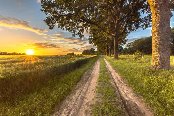 Pšeničné Pole Podél Starého Dubu Sledovat Při Západu Slunce Holandském — Stock fotografie