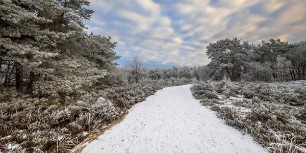 Winter Waldlandschaftspanorama Mit Schnee Und Raureif Auf Gras Und Bäumen — Stockfoto
