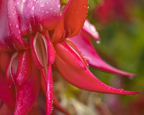 Ritka Kakabeak Virágok Clianthus Puniceus Veszélyeztetett Növényfajok Bennszülött Maori — Stock Fotó