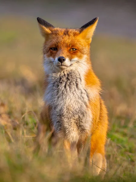 在自然环境中摆姿势坐着的红狐 的肖像 荒野中美丽的野生动物 在镜头里切碎看 眼睛与躲闪的低俗 最优雅的木材居民之一 — 图库照片