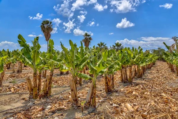 Банан Плантації Під Синє Небо Острові Кіпр — стокове фото