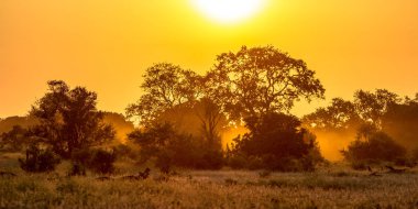 Turuncu gün ışığına ova ağaç ve çalı Kruger Milli Parkı Güney Afrika