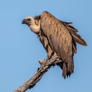 Beyaz sırtlı akbaba (Gyps africanus) Kruger Ulusal Parkı 'ndaki ölü ağaçta dinleniyor.
