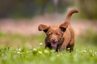 Bir arka bahçe çim çimen ile çalışan şirin kahverengi köpek yavrusu köpek