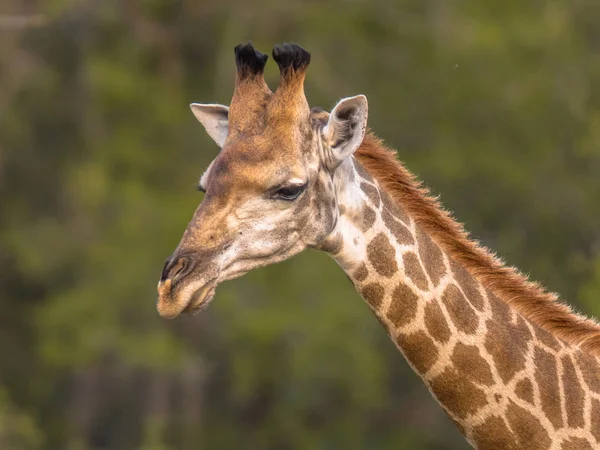 Giraffe Giraffa Giraffa Steht Weichen Gelben Nachmittagslicht Und Blickt Rückwärts — Stockfoto