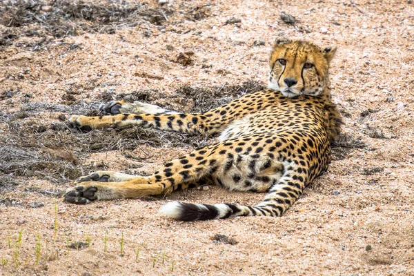在南非克鲁格国家公园的沙质河床上休息的猎豹 Acinonyx Jubatus 幼动物 — 图库照片
