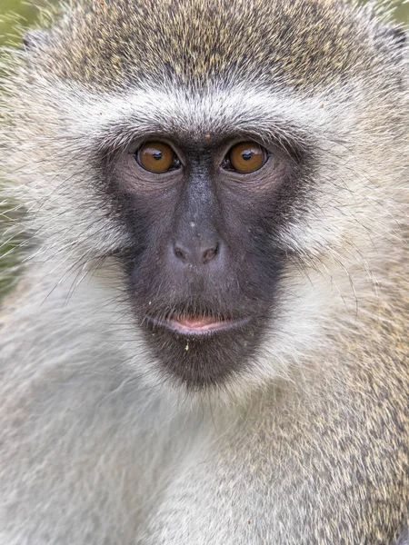 Vervet Μαϊμού Chlorocebus Pygerythrus Πορτραίτο Ζώου Αναζητούν Χαριτωμένο Κάμερα Στο — Φωτογραφία Αρχείου