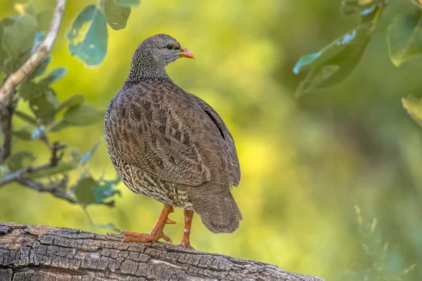 Natal Spurfowl Pternistis Natalensis Bird Perched Branch Bush Kruger National — Stock Photo, Image